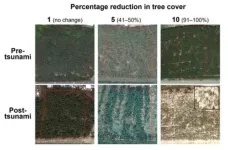 Mixed forests protect coastal areas from tsunami impacts better than monoculture forests