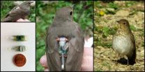 Mixed genes mix up the migrations of hybrid birds