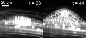 MoBIE enables modern microscopy with massive data sets 2