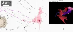 MoBIE enables modern microscopy with massive data sets 3