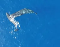 Drone footage captures sperm whales headbutting each other for the first time