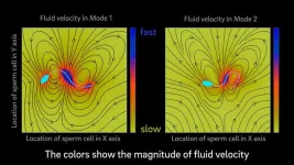 Model suggests that mammalian sperm cells have two modes of swimming