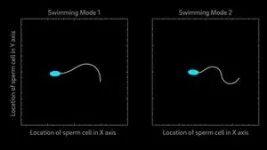 Model suggests that mammalian sperm cells have two modes of swimming 2