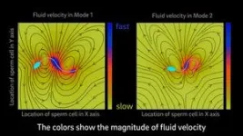 Model suggests that mammalian sperm cells have two modes of swimming 3