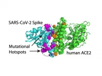 Modeling can predict mutation hotspots and antibody escapers in SARS-CoV-2 spike protein