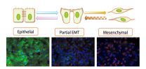 Modeling cancer: Virginia Tech researchers prove models can predict cellular processes