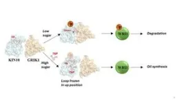 Modern plant enzyme partners with surprisingly ancient protein 2