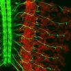 Molecular 2-way radio directs nerve cell branching and connectivity