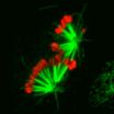 Molecular forces are key to proper cell division