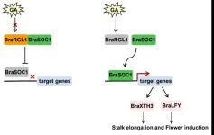 Molecular mechanism of BraRGL1 regulating bolting and flowering in Brassica rapa