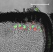 Molecular messages from the antennae