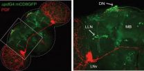 Molecular path from internal clock to cells controlling rest and activity 