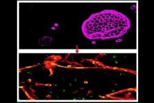 Molecular sleuthing identifies and corrects major flaws in blood-brain barrier model