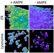 Molecular spies sabotage a proteins activities in specific cellular compartments