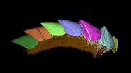 Mollusc missing link revealed in 3-D 