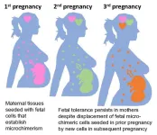 Moms’ ability to ‘remember’ prior pregnancies suggests new strategies for preventing complications