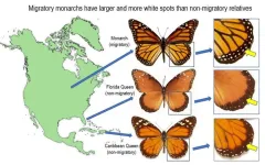 Monarch butterflies are more likely to survive their long migrations if they have more and larger white spots on their wings, possibly because it gives them an aerodynamic advantage