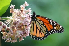 Monarch butterflies need help, and a little bit of milkweed goes a long way