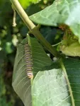 Monarch butterflies need help, and a little bit of milkweed goes a long way 2