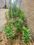 Monarch butterflies need help, and a little bit of milkweed goes a long way 3