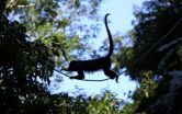 Monkeys stressed from longer foraging times