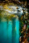 Monterey Bay Aquarium study reveals how kelp forests persisted through the large 2014-2016 Pacific marine heatwave