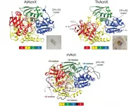 More ancestral enzyme