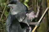 More omnivore dilemmas: Seasonal diet changes can cause reproductive stress in primates