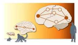 More parallel ‘traffic' observed in human brains than in animals