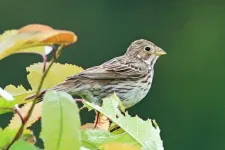 More resources needed to protect birds in Germany