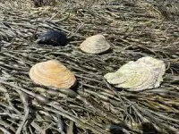 More than 800 human-harvested shellfish species tend to be more resistant to extinction 3