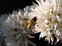 More work needed to unlock mysteries of Asia’s bees