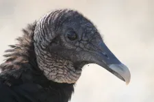 Most plastic eaten by city vultures comes straight from food outlets