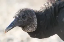 Most plastic eaten by city vultures comes straight from food outlets 2