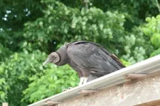 Most plastic eaten by city vultures comes straight from food outlets 3