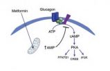 Most-used diabetes drug works in different way than previously thought