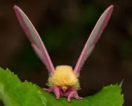 Moths may use disco gene to regulate day/night cycles 2