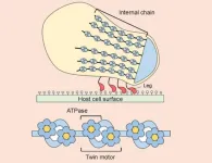 Motion capture: In world 1st, M. mobile’s motility apparatus clarified