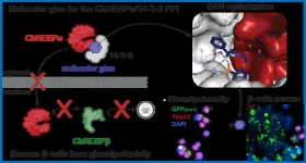 Mount Sinai researchers identify molecular glues that protect insulin-producing cells from damage related to diabetes