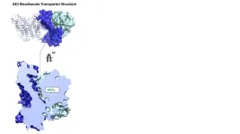 Mount Sinai scientists unlock secrets of red blood cell transporter, potentially paving the way for new drugs