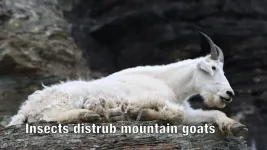 Mountain goats seek snow to shake off insects