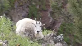 Mountain goats seek snow to shake off insects 2