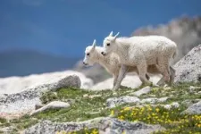 Mountain goats seek snow to shake off insects 3