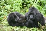 Mountain gorilla mamas sidestep having inbred offspring