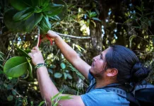 Mountain high: Andean forests have high potential to store carbon under climate change