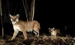 Mountain lions coexist with outdoor recreationists by taking the night shift