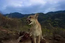 Mountain lions coexist with outdoor recreationists by taking the night shift 3