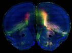 Mouse brain atlas maps neural networks to reveal how brain regions interact 2