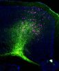Mouse brain atlas maps neural networks to reveal how brain regions interact 3