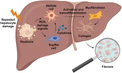 Mouse models for the study of liver fibrosis regression in vivo and ex vivo